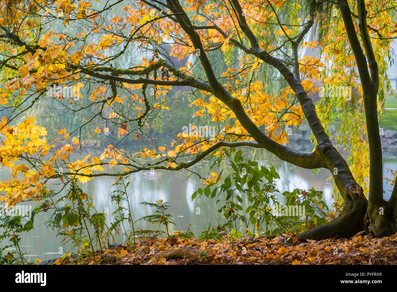 Fall colour, Minoru Park, Richmond, British Columbia, Canada Stock Photo