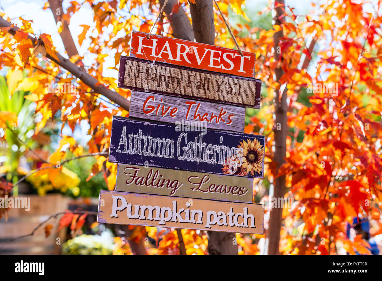 Autumn harvest sign with colorful autumn leaves in the background. Stock Photo