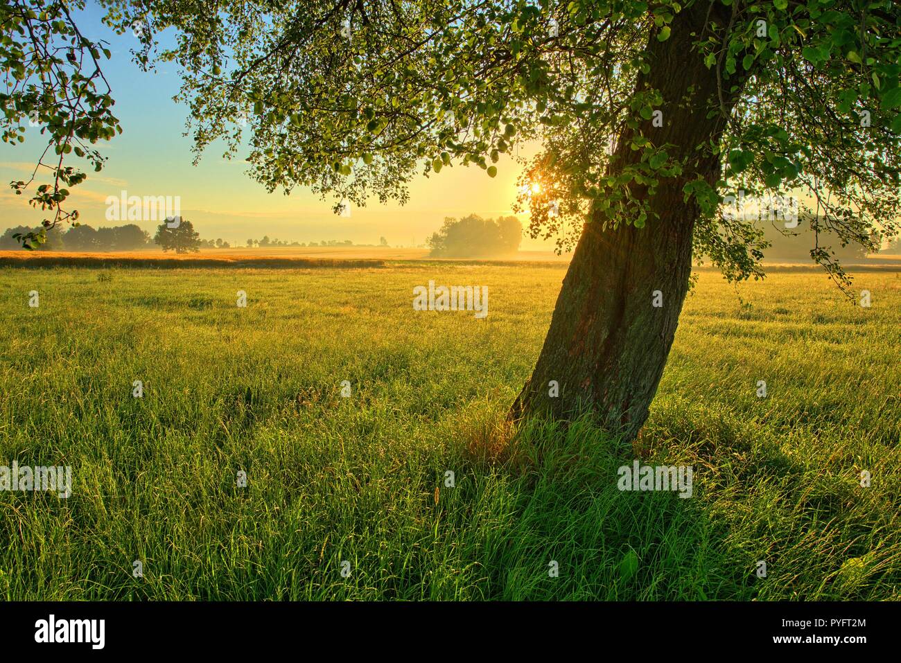Beautiful lonely olive tree hi-res stock photography and images - Alamy