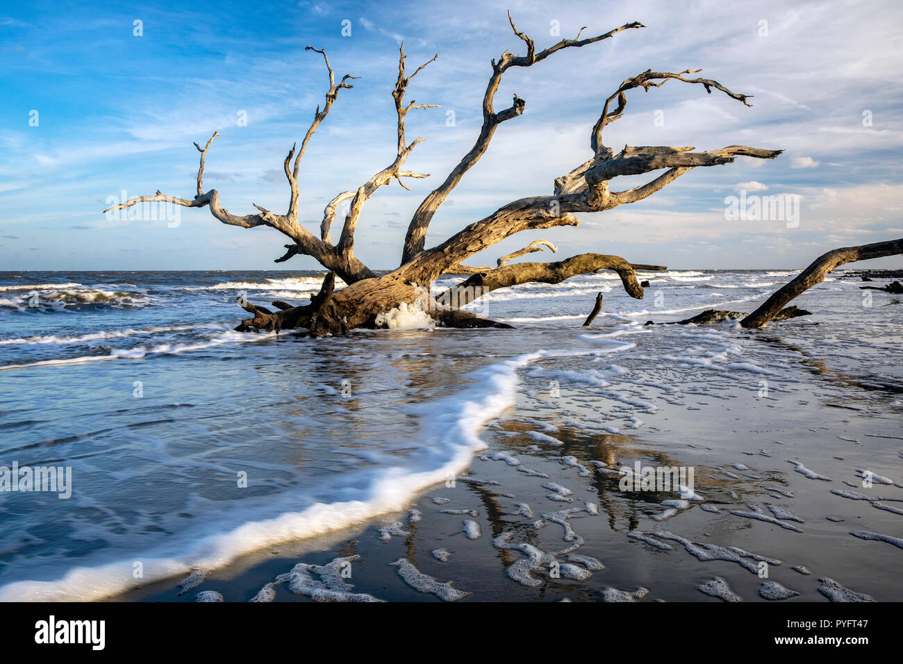 Low tide landscape at Driftwood Beach Jekyll Island, USA