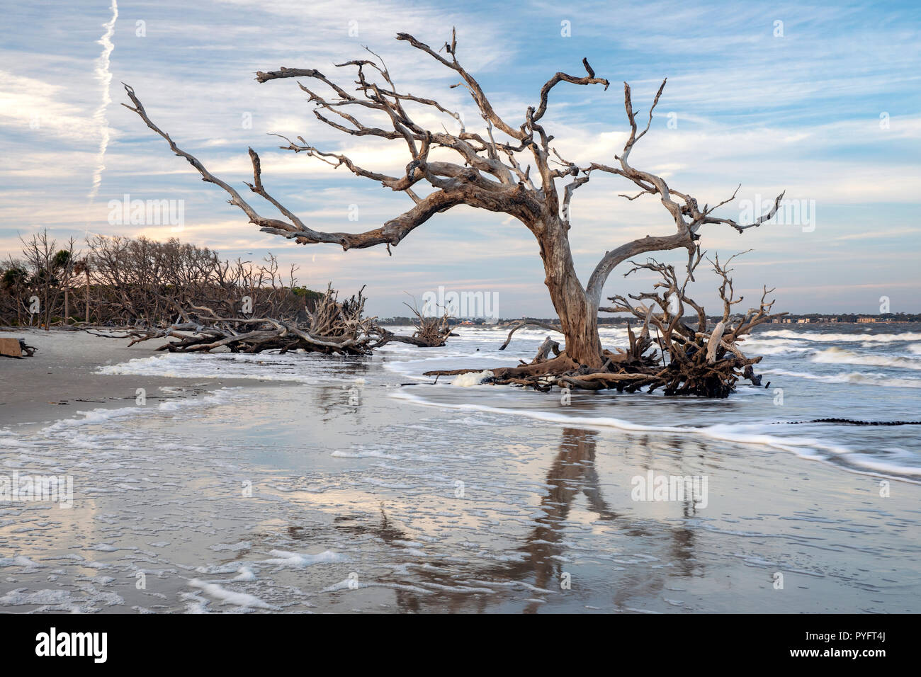 Low tide landscape at Driftwood Beach Jekyll Island, USA