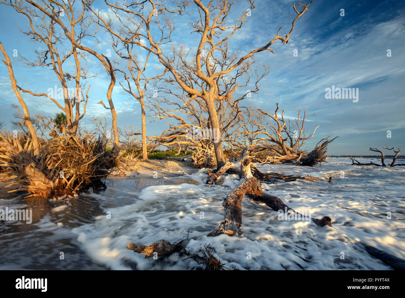 tide at Driftwood Beach Jekyll Island, USA Stock