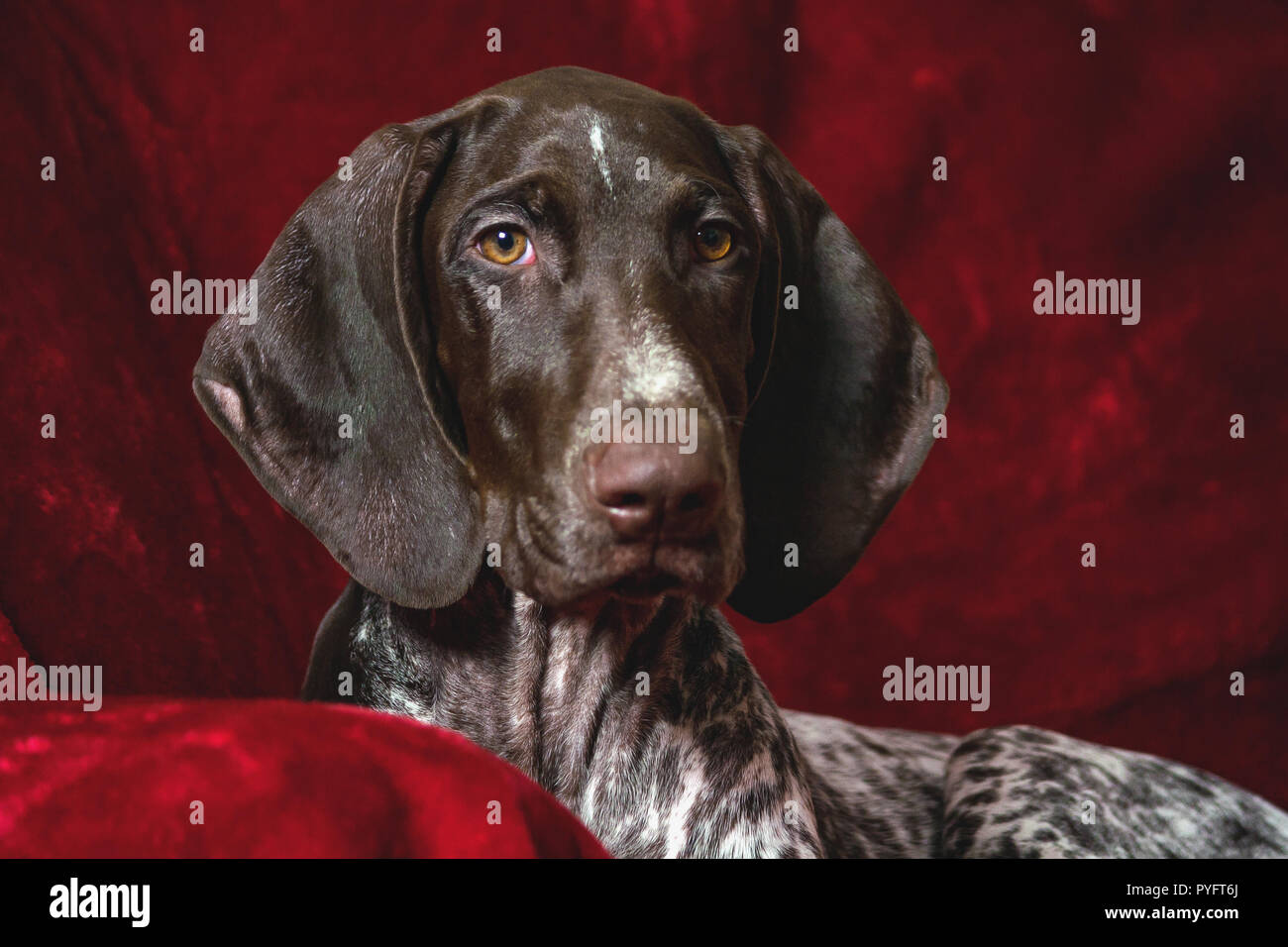 german shorthaired pointer, german kurtshaar one spotted puppy  lie on a dark red bedspread and look straight into the camera, yellow eyes, portrait, Stock Photo