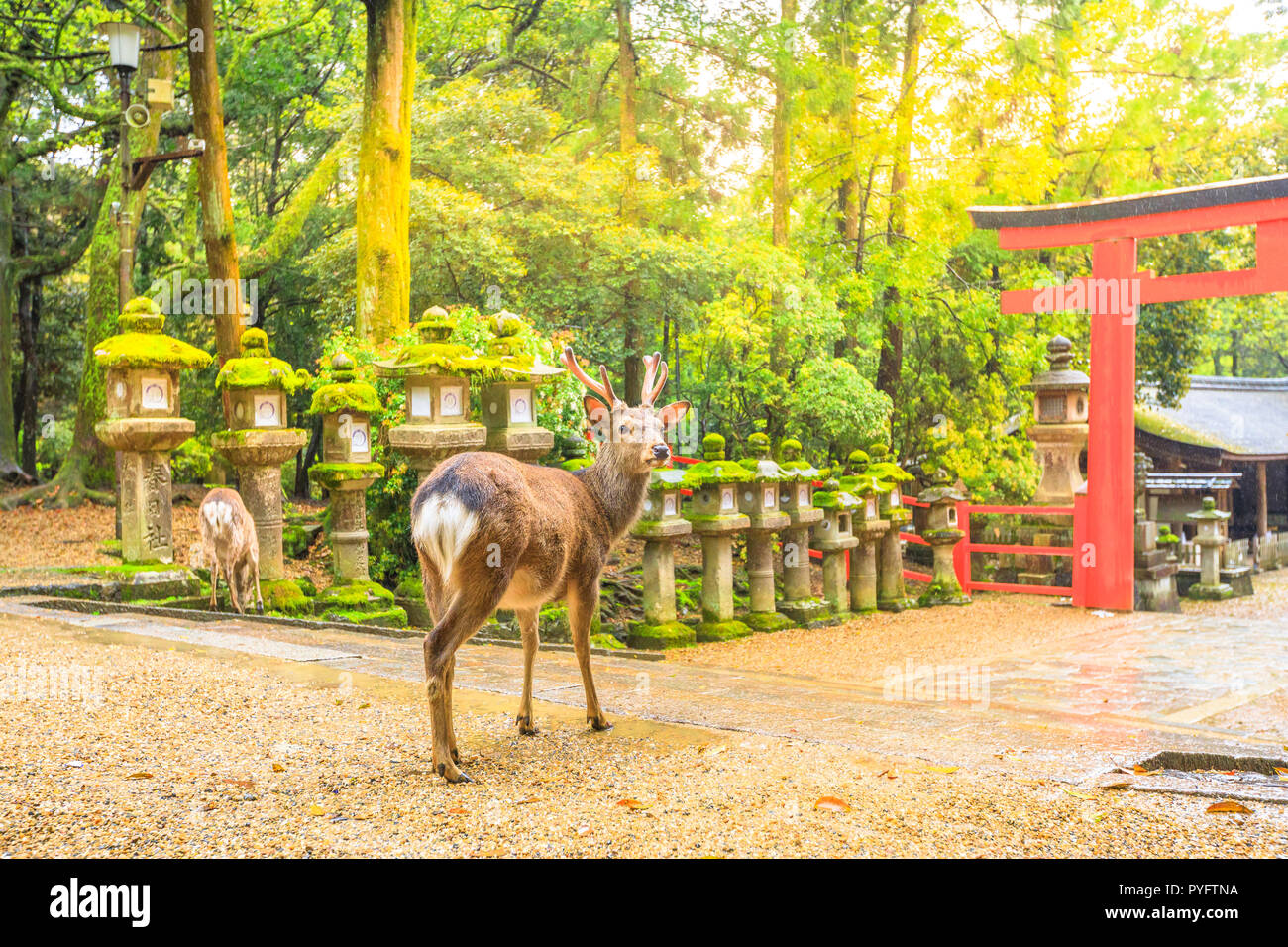 Wild deer in Nara Park in Japan. Deer are symbol of Nara's greatest tourist attraction. On background, red Torii gate of Kasuga Taisha Shine one of the most popular temples in Nara City. Stock Photo