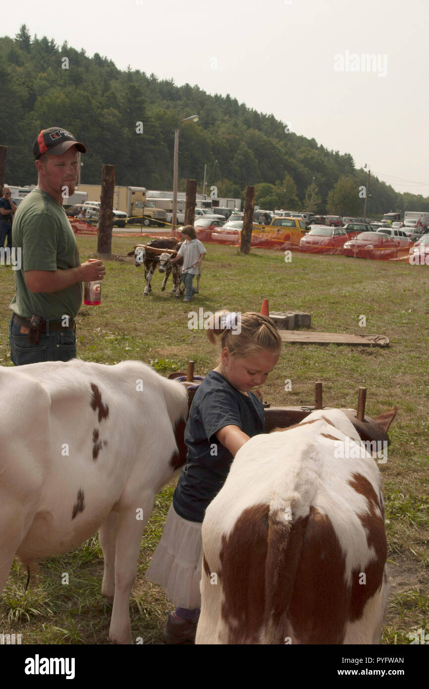 Oxen teams hires stock photography and images Alamy