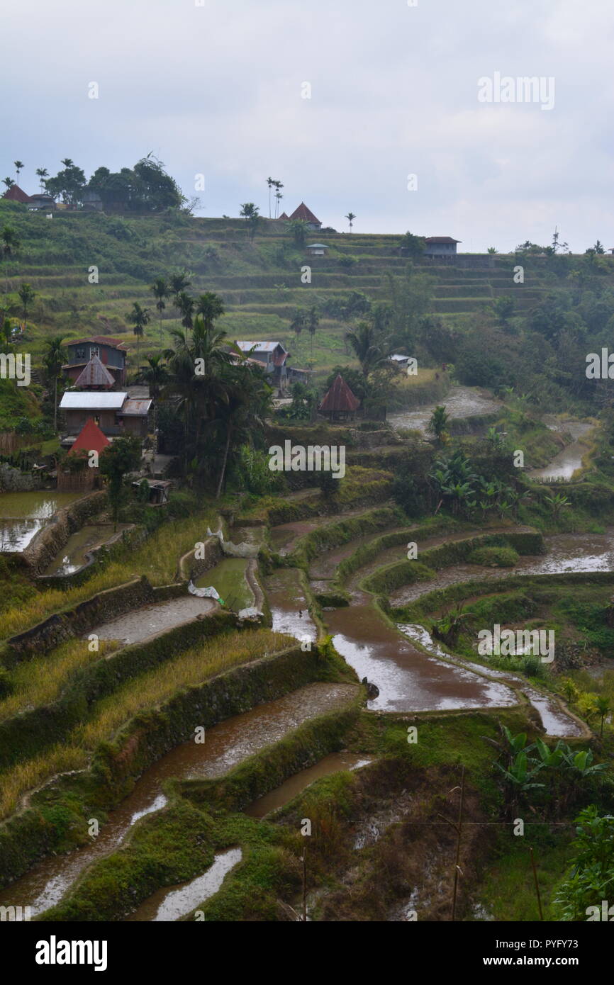 Mayoyao Rice Terraces Ifugao, Philippines Stock Photo - Alamy