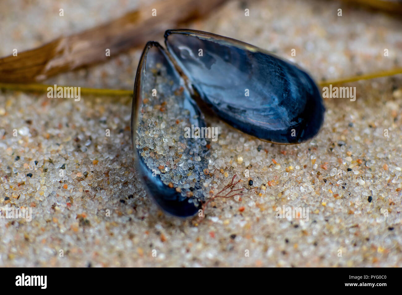 Macro of a blue mussel with detailed sand grains on a beach Stock Photo