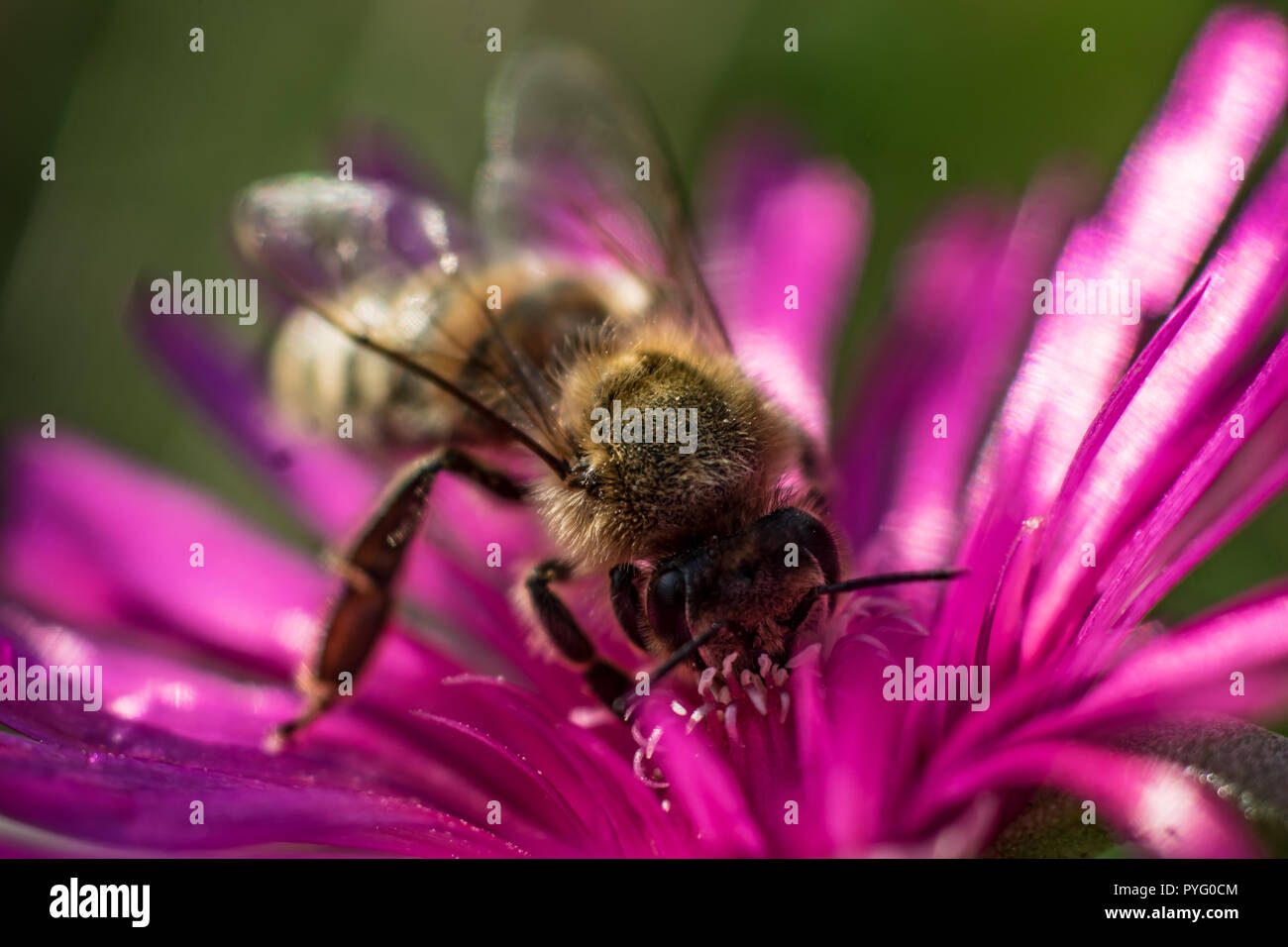 Bee on noon flower macro close up Stock Photo