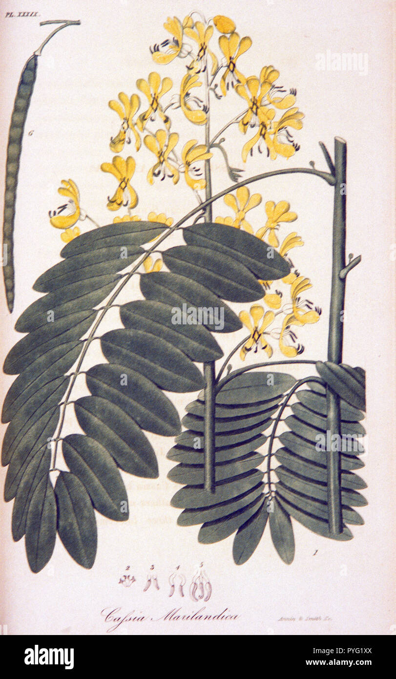 Colored engraving of American senna Stock Photo