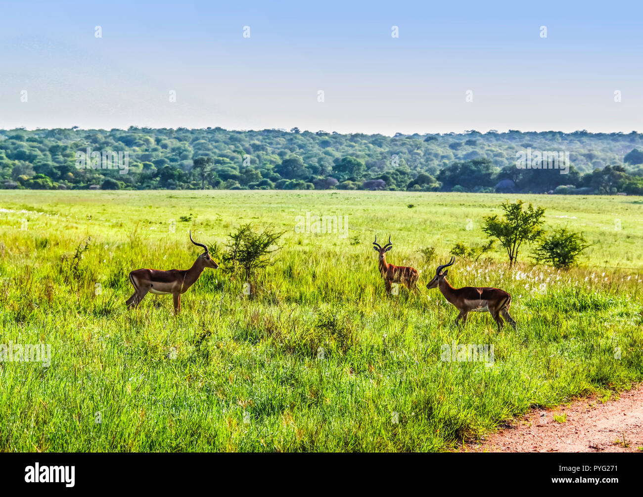 Impala Fighting Horn High Resolution Stock Photography and Images - Alamy