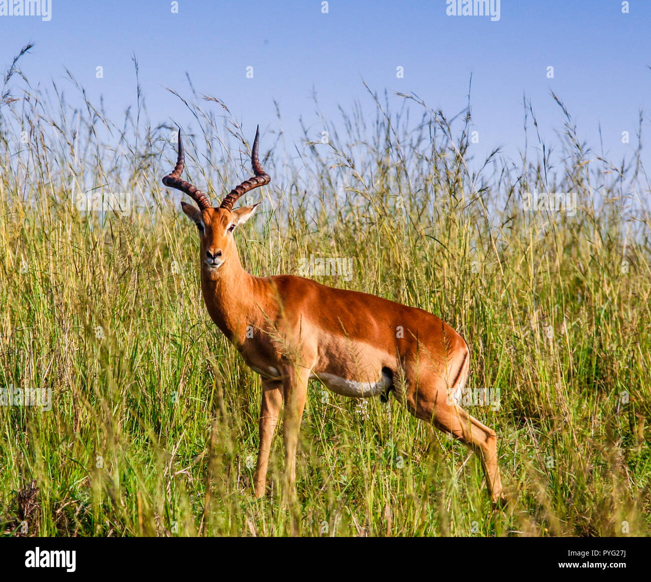 Impala ram adult hi-res stock photography and images - Alamy
