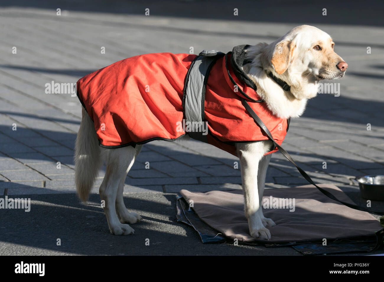 Cold Labrador Cold labrador in orange winter coat in Blackpool, Lancashire, UK ...