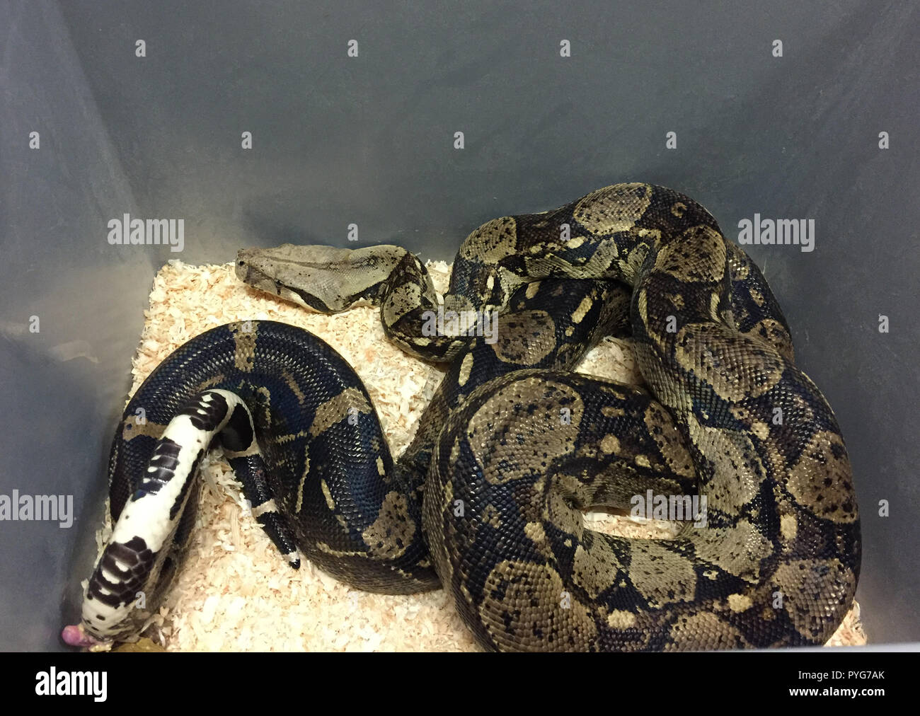 Man with a Giant Anaconda Around His Neck Stock Photo - Image of keeper,  : 128496020