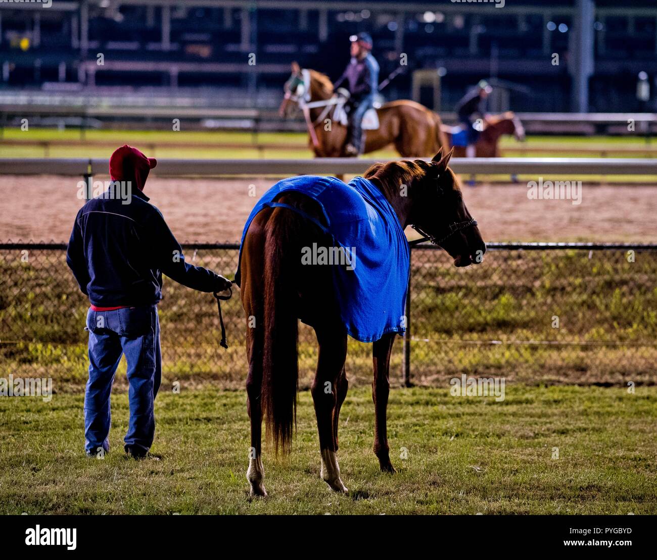 Louisville, Kentucky, USA. 25th Oct, 2018. Mind Your Biscuits, trained by Chad Summers, grazes by the track and checks out the competition at Churchill Downs. Credit: csm/Alamy Live News Stock Photo