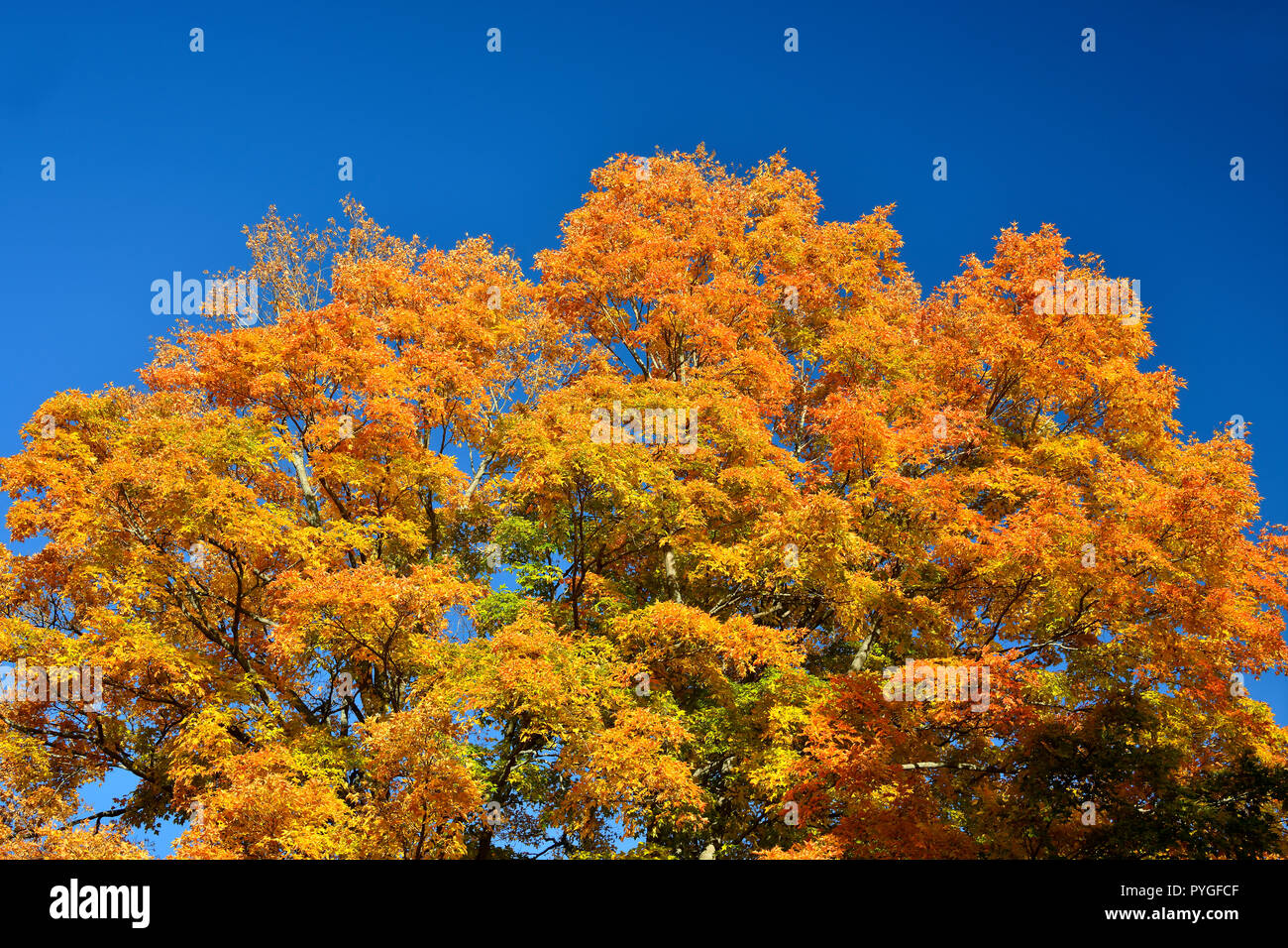 A horizontal image of the top of a large maple tree with its leaves turning the yellows and orange colors of fall against a dark blue sky in Sussex Ne Stock Photo
