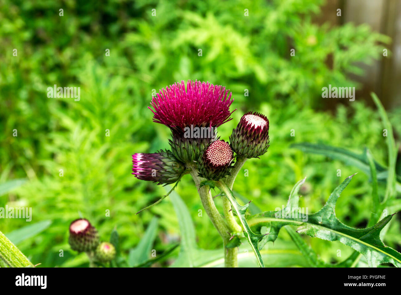 Plume thistle, Cirsium atropurpureum Stock Photo