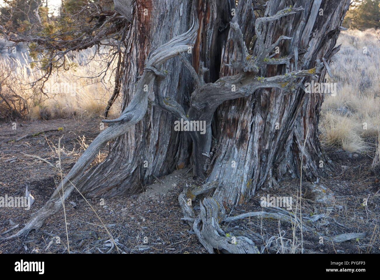 Juniper tree trunk detail Stock Photo Alamy