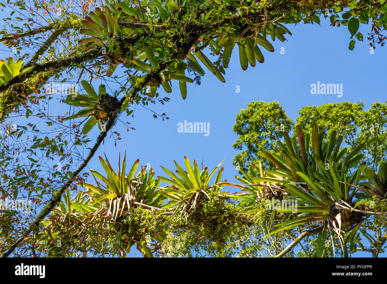 Bromeliad planted on the tree. Tree for garden decoration. Detail of tree top, with bromeliads growing in its trunk. Epiphytic plants Stock Photo