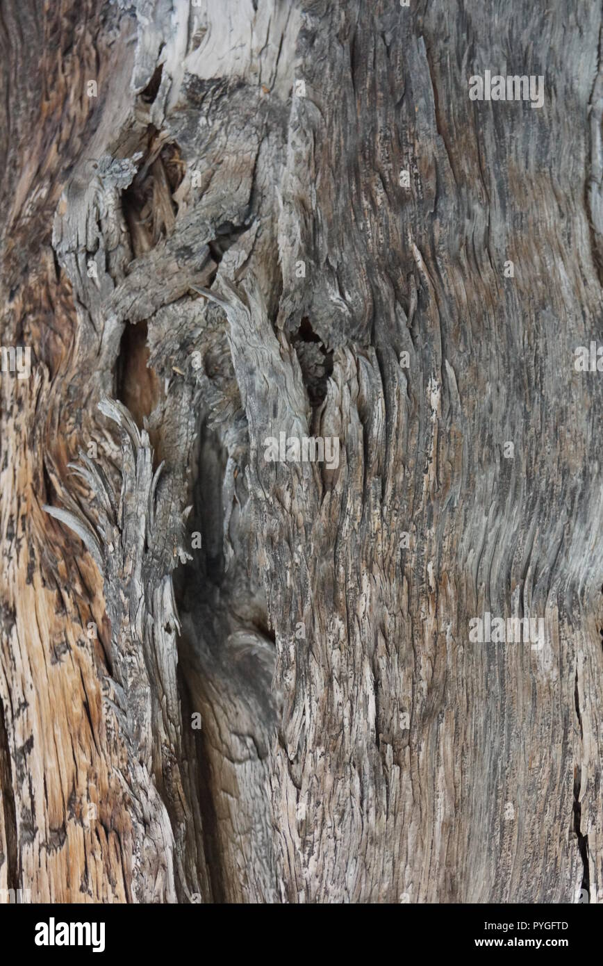 Juniper tree trunk detail Stock Photo Alamy