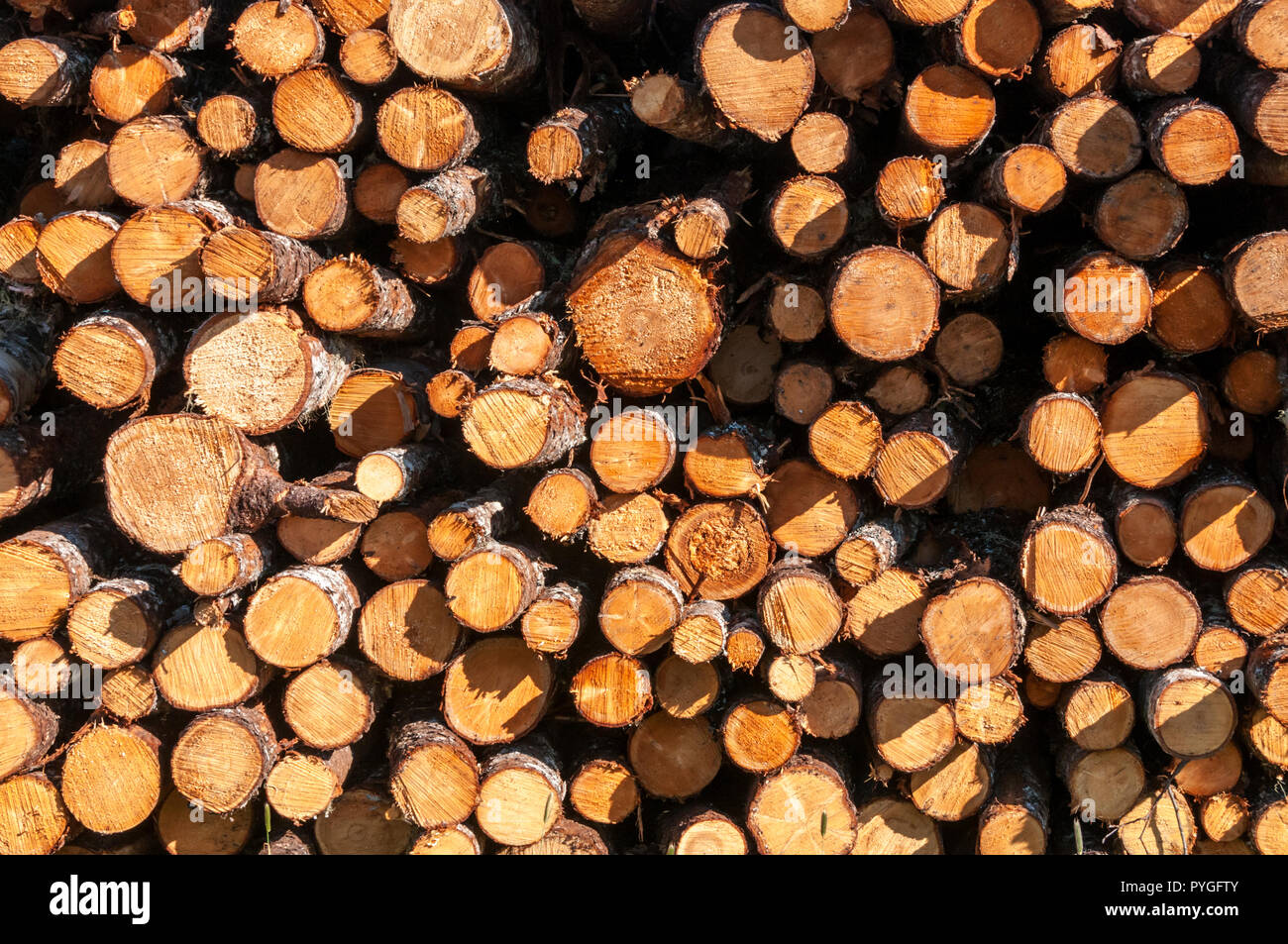 Ends of cut timber in a log pile. Stock Photo