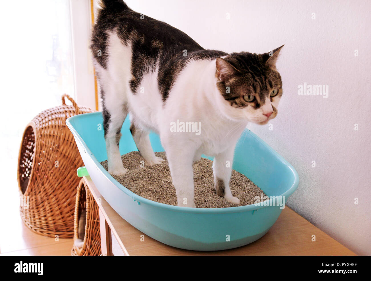 Cat using toilet, cat in litter box, for pooping or urinate, pooping in