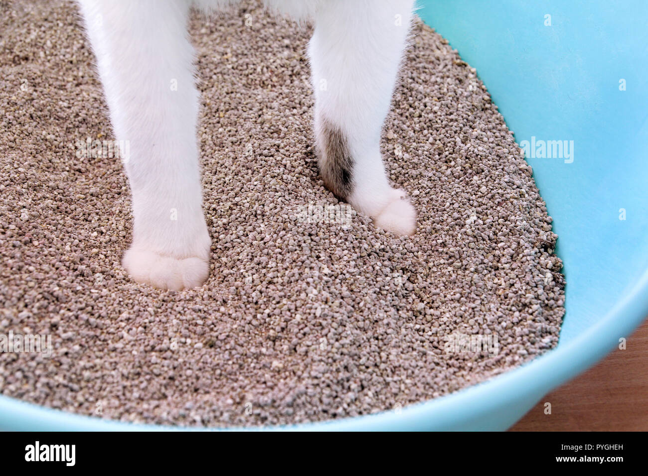 Cat paws in the sand, closeup. Cat using toilet, cat in litter box, for