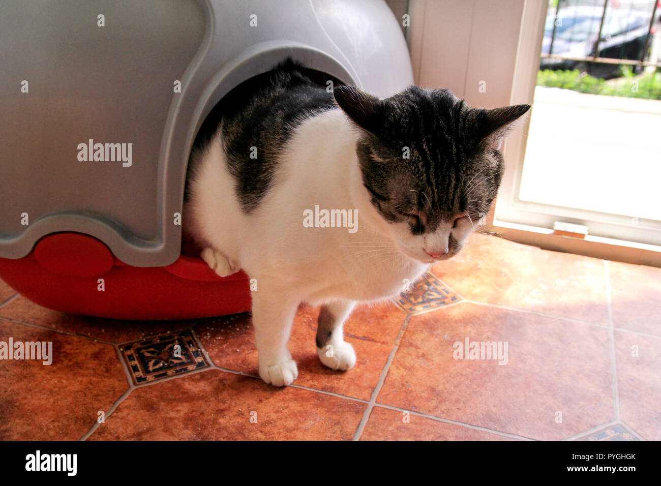 Cat using toilet, cat in litter box, for pooping or urinate, pooping in