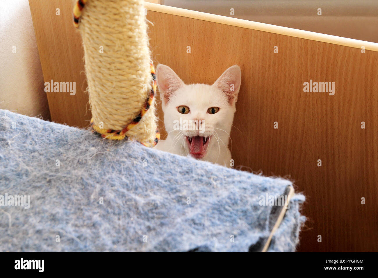 White cat portrait at home lying and relaxing. Close up of white kitten ...