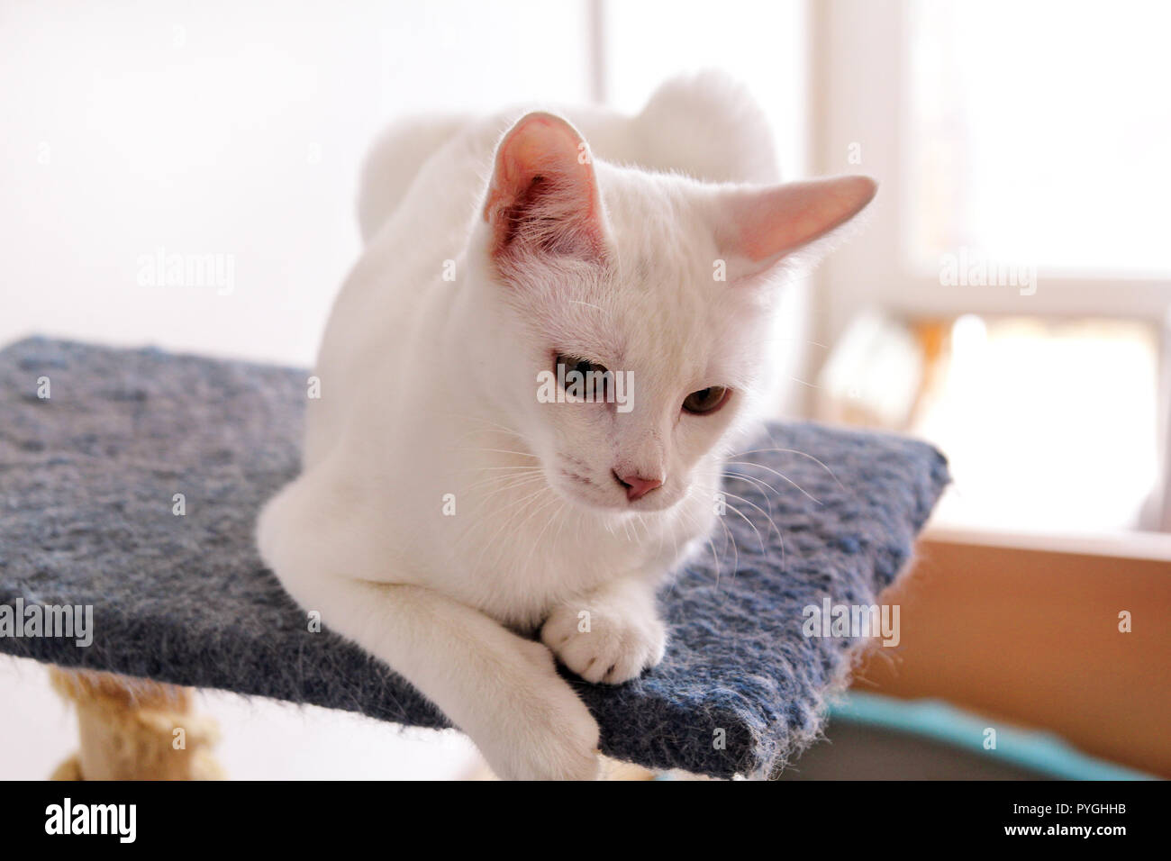 White cat portrait at home lying and relaxing. Close up of white kitten ...