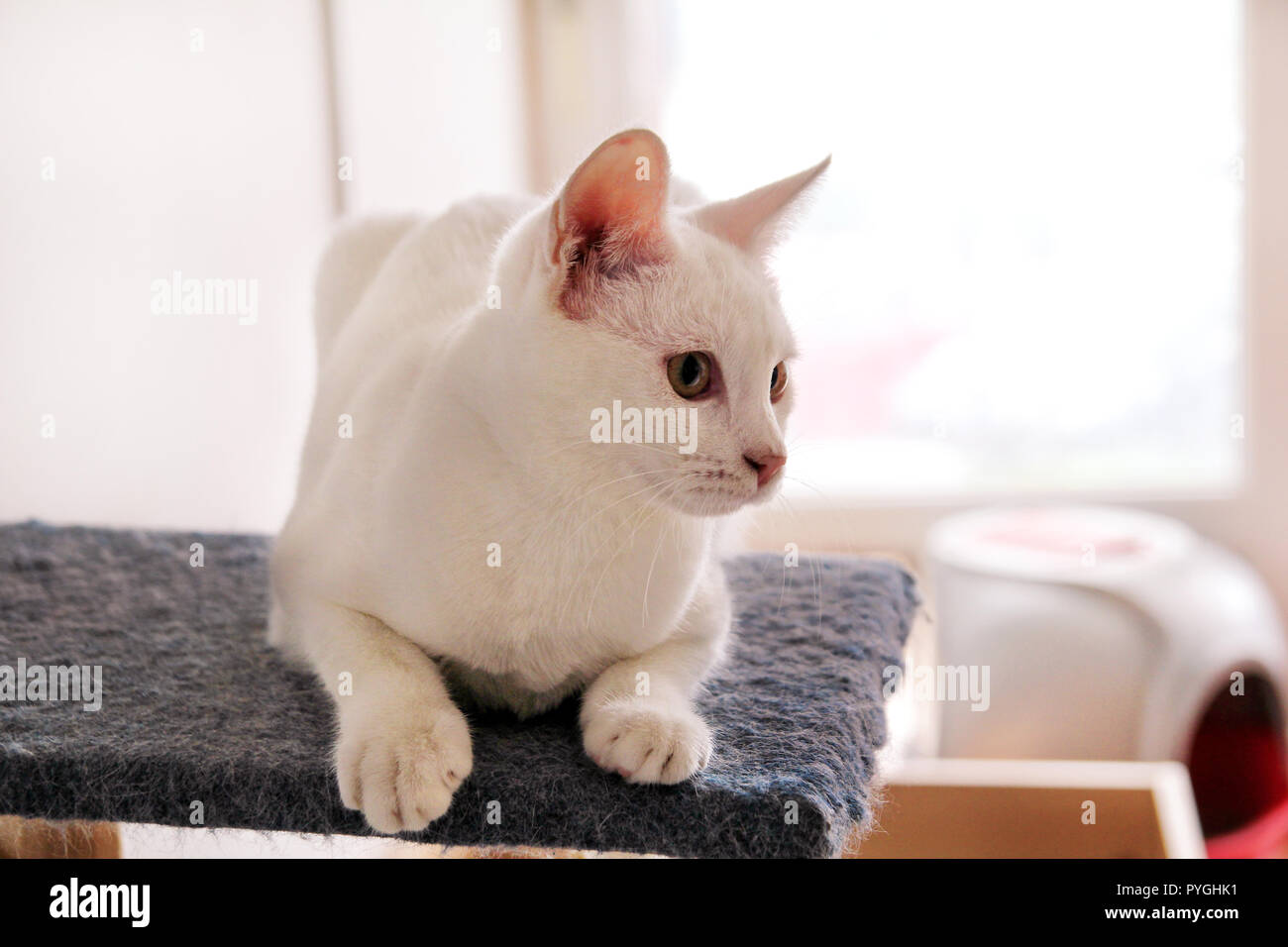 White cat portrait at home lying and relaxing. Close up of white kitten ...