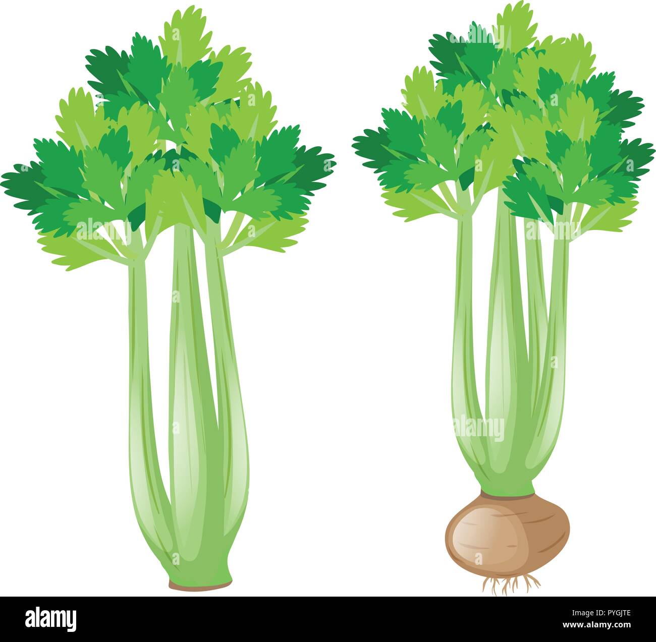Celery plant on white background illustration Stock Vector