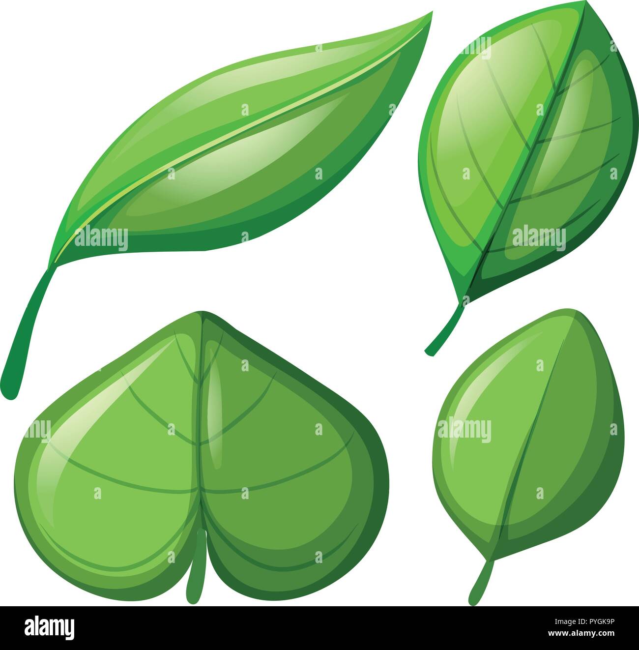Different shapes of leaves illustration Stock Vector Image & Art Alamy