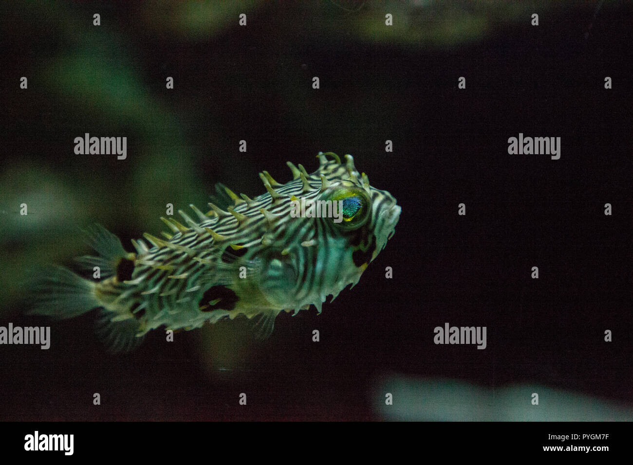 Balloonfish Diodon holocanthus swims along a marine reef aquarium in ...