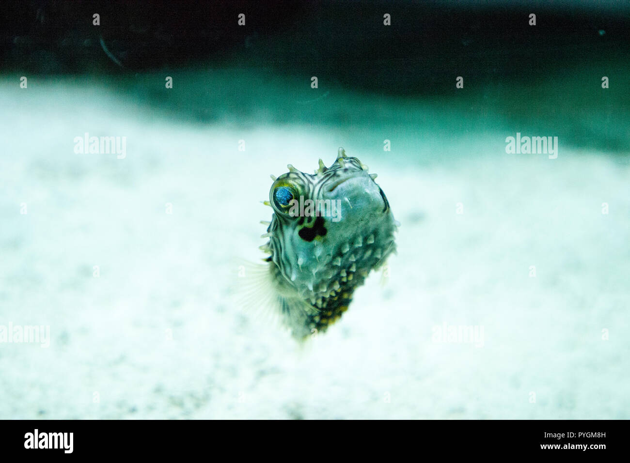 Balloonfish Diodon holocanthus swims along a marine reef aquarium in ...