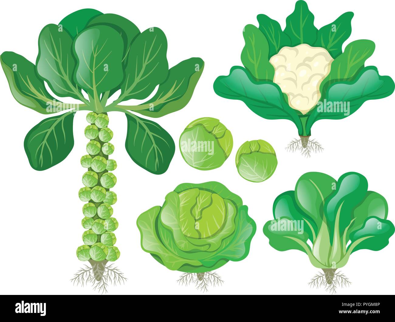 Different types of head vegetables illustration Stock Vector Image