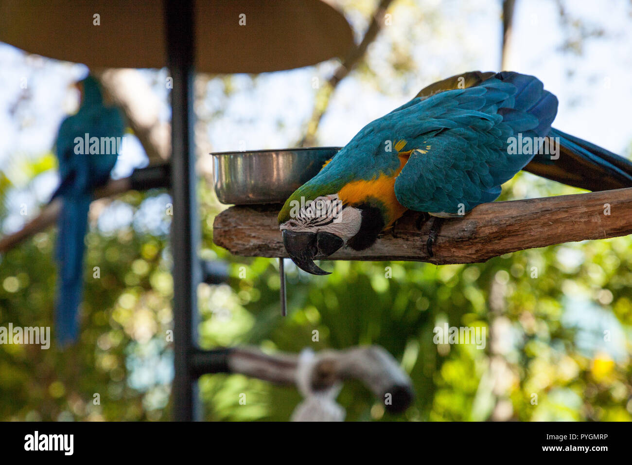 Blue and gold macaw bird Ara ararauna perches in captivity in Florida ...