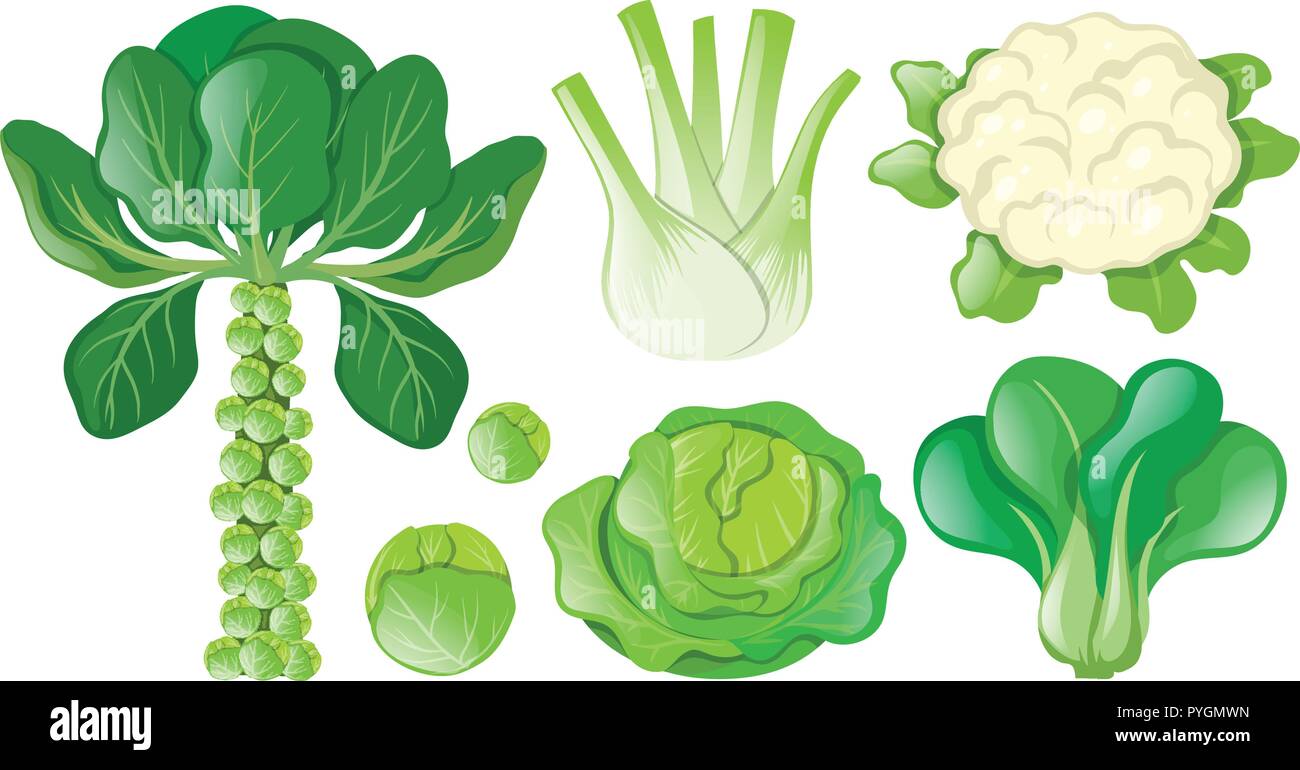 Different types of green vegetables illustration Stock Vector