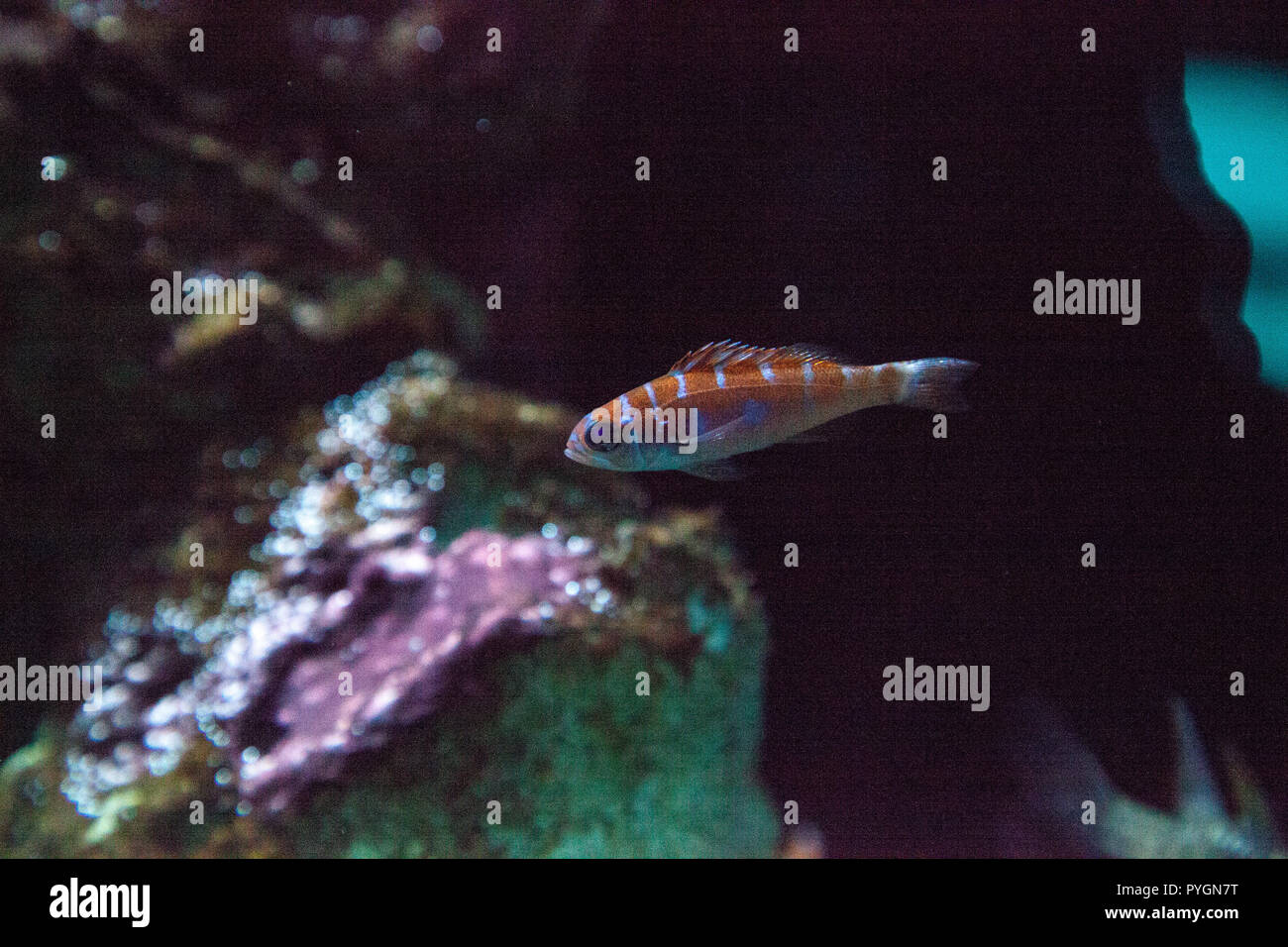 Orange and white striped Catalina Goby Lythrypnus dalli swims in a coral reef in a marine aquarium. Stock Photo
