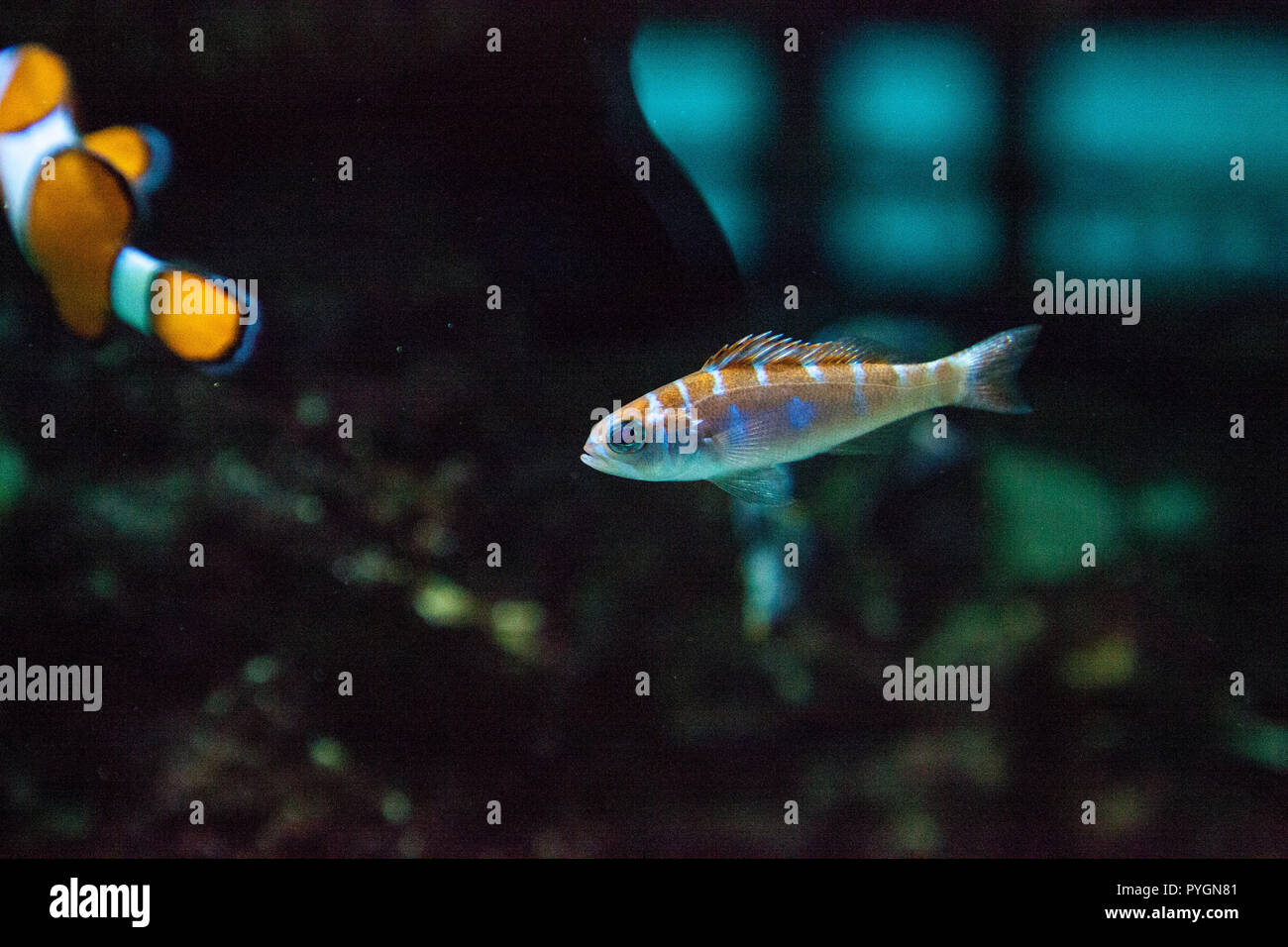 Orange and white striped Catalina Goby Lythrypnus dalli swims in a coral reef in a marine aquarium. Stock Photo