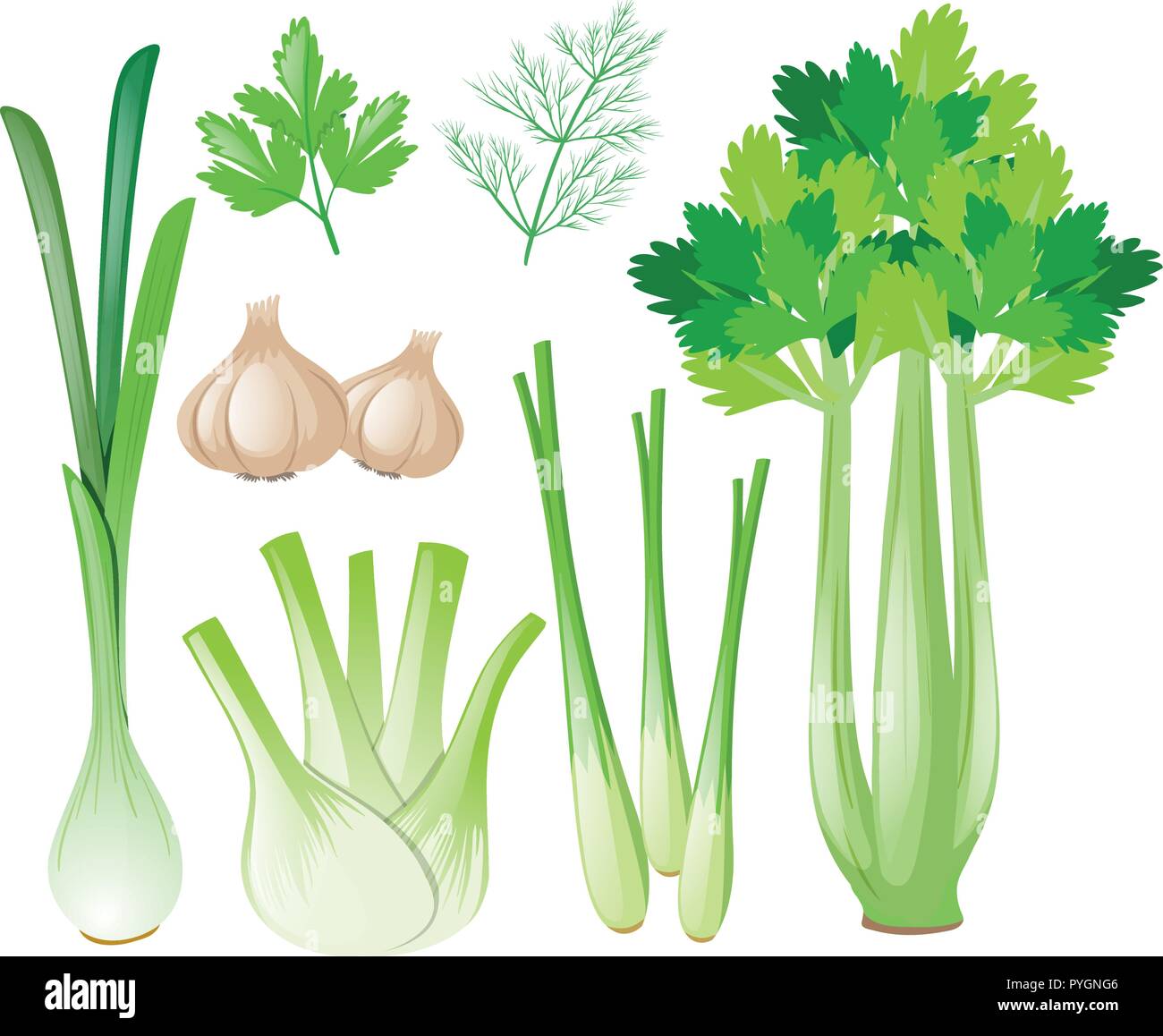 Differen types of vegetables illustration Stock Vector