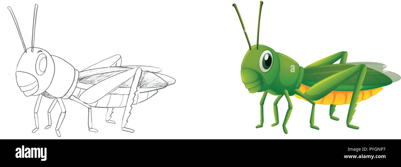 Cricket animal Stock Vector Images - Page 2 - Alamy Cricket animal Stock Vector Images - Page 2 - Alamy