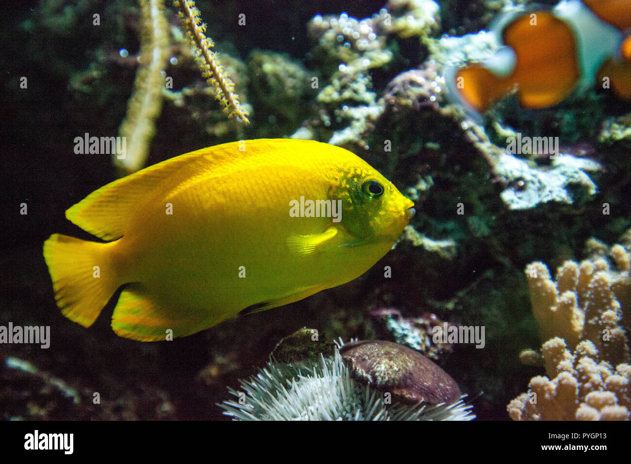 Yellow three spot angelfish Apolemichthys trimaculatus swims in a coral reef in a marine aquarium. Stock Photo