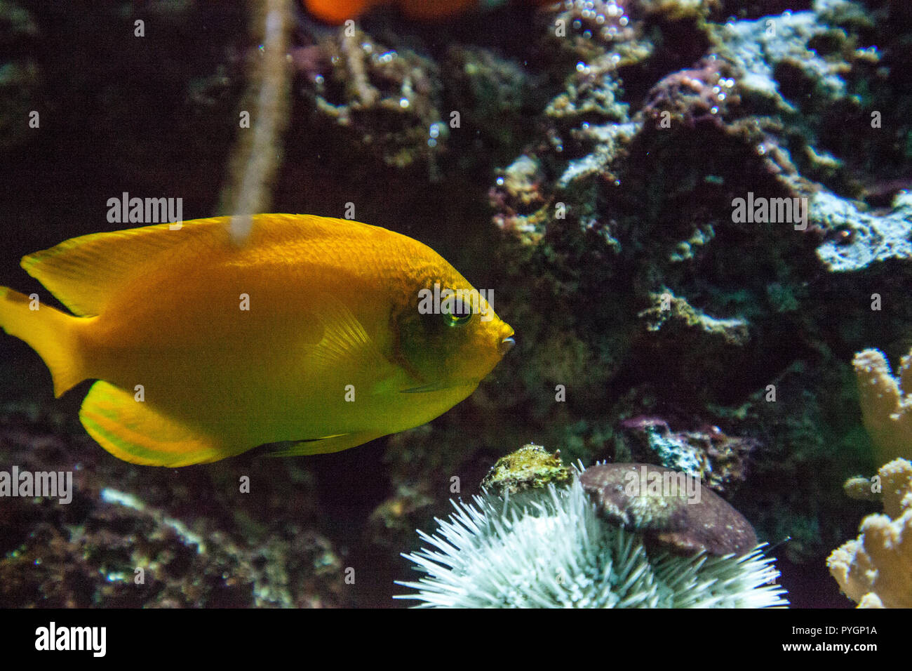 Yellow three spot angelfish Apolemichthys trimaculatus swims in a coral reef in a marine aquarium. Stock Photo