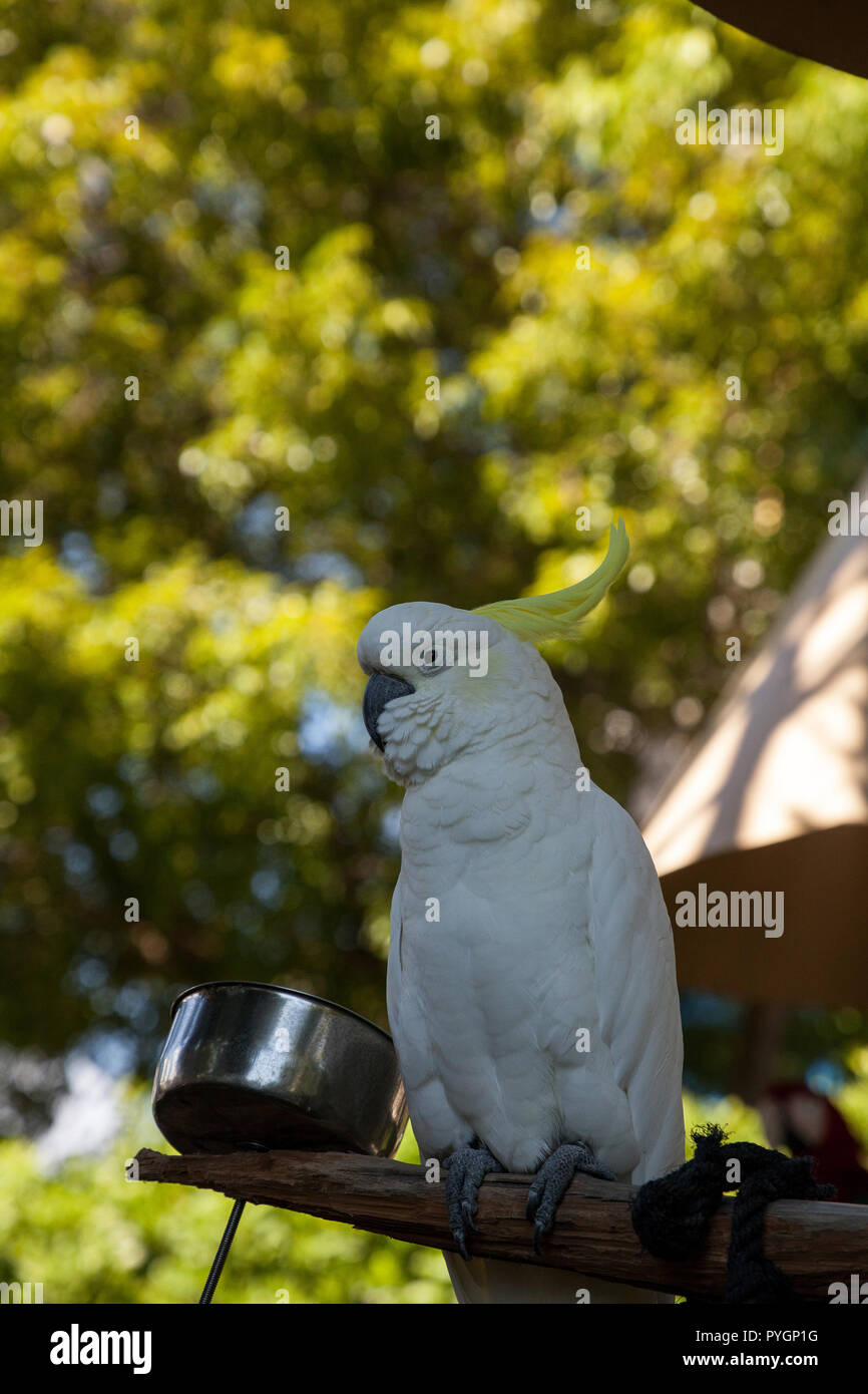 Yellowcrested cockatoo Cacatua sulphurea perches in captivity in