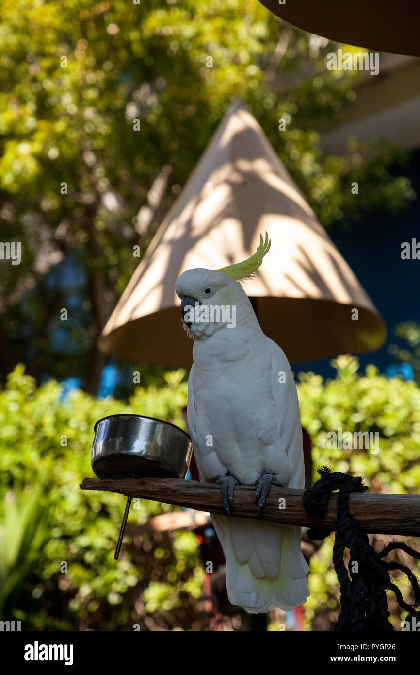 Yellowcrested cockatoo Cacatua sulphurea perches in captivity in