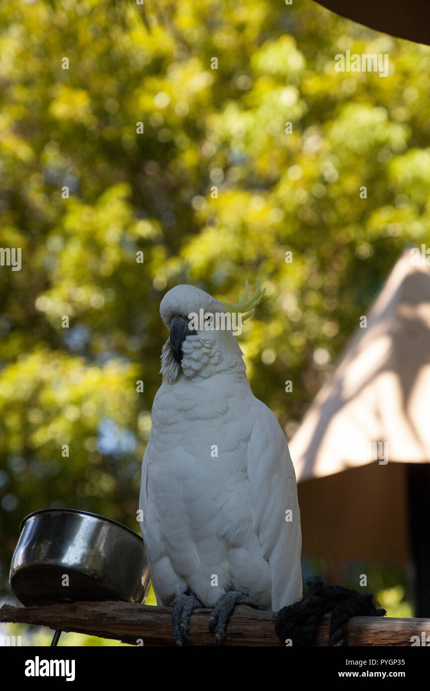 Yellowcrested cockatoo Cacatua sulphurea perches in captivity in