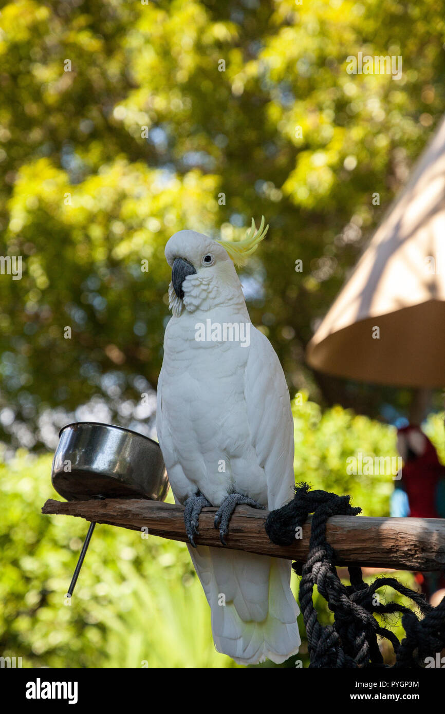Yellowcrested cockatoo Cacatua sulphurea perches in captivity in