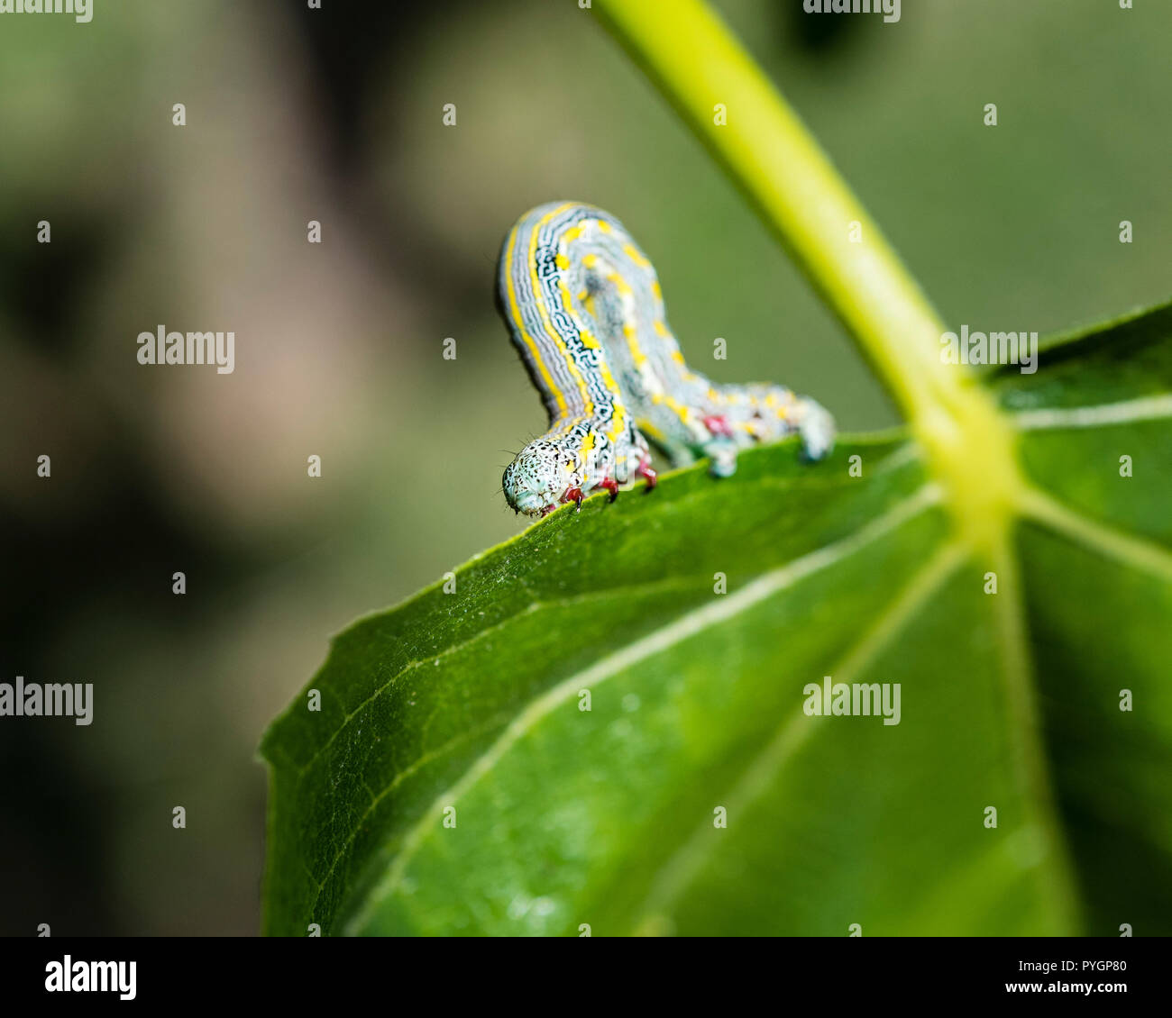 Caterpillar on edge of fig tree leaf Stock Photo Alamy