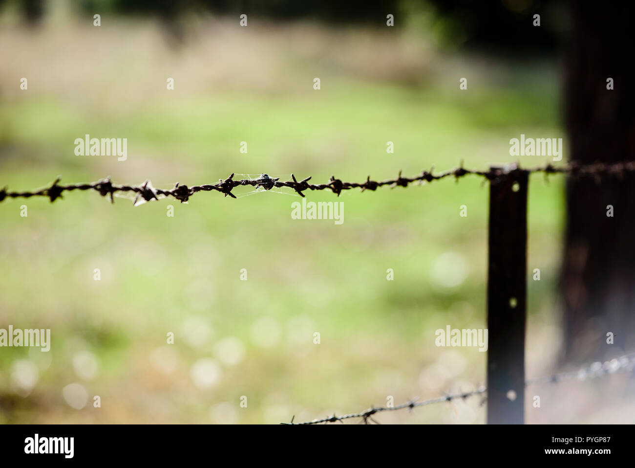 Barbed wire fence with star picket, close up view Australia Stock Photo