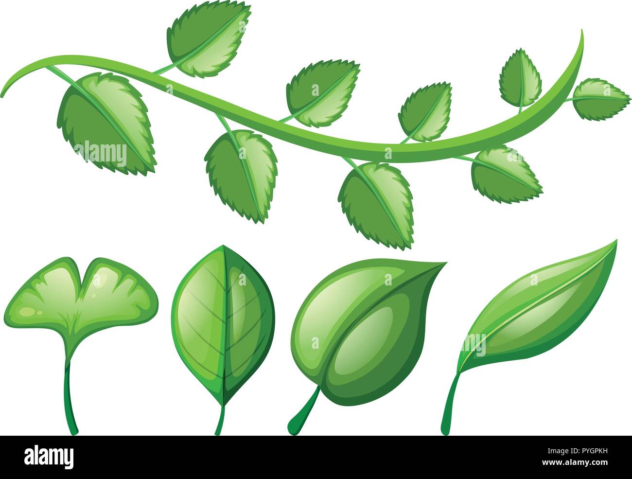 Vine and different shapes of leaves illustration stock vector image